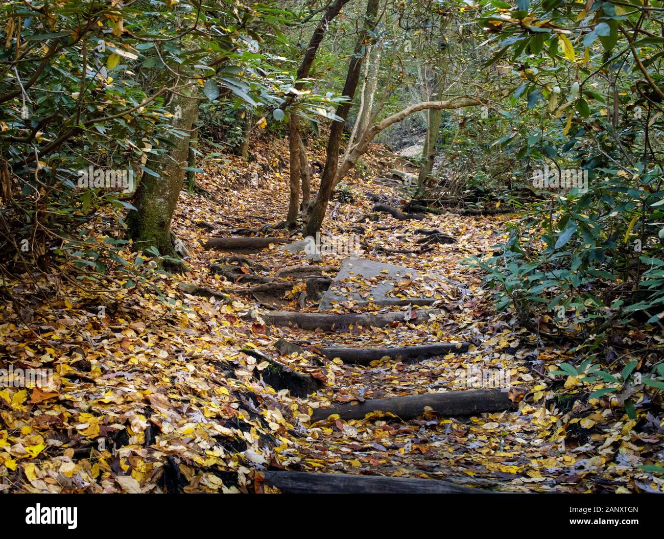 Minnehaha Falls Trail, Rabun County, Georgia. Herbstlaub bedeckt den Boden entlang der Wasserfälle Minnehaha Falls Trail. Minnehaha Falls sind auf Fällt B Stockfoto