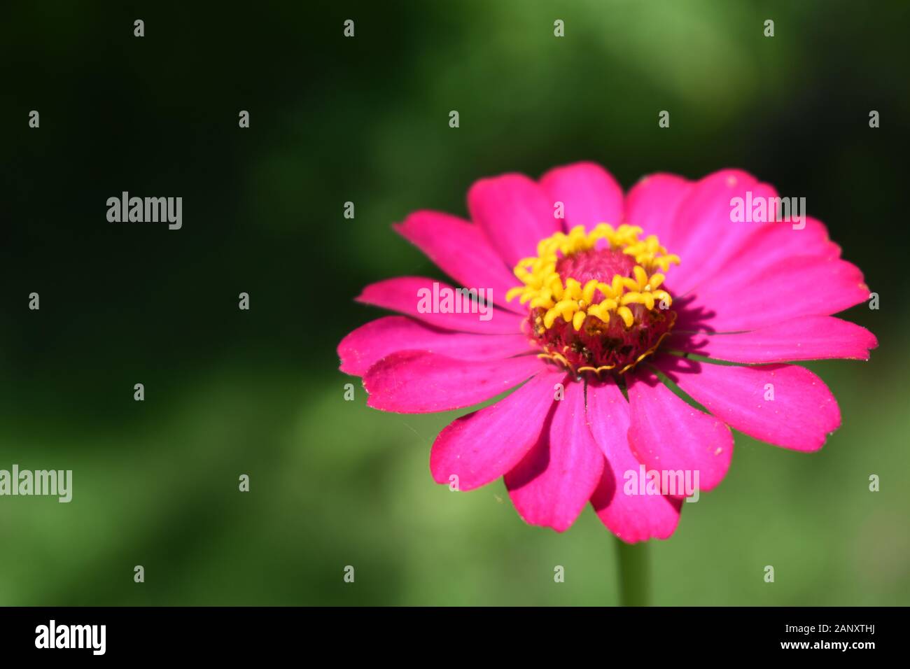Nahaufnahme Foto von rosa-violett Zinnia Blume. Surakarta, Indonesien. Stockfoto