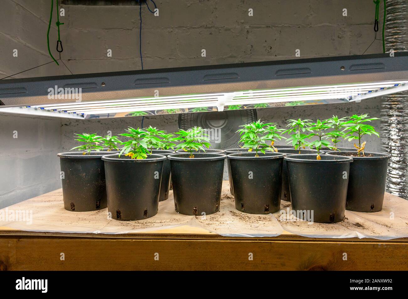 Medizinisches Marihuana Anbau unter T5 flourescent wachsen Lichter. Stockfoto