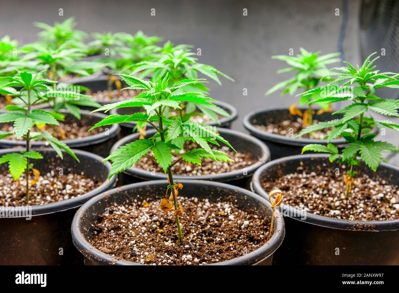 Medizinisches Marihuana Anbau unter T5 flourescent wachsen Lichter. Stockfoto