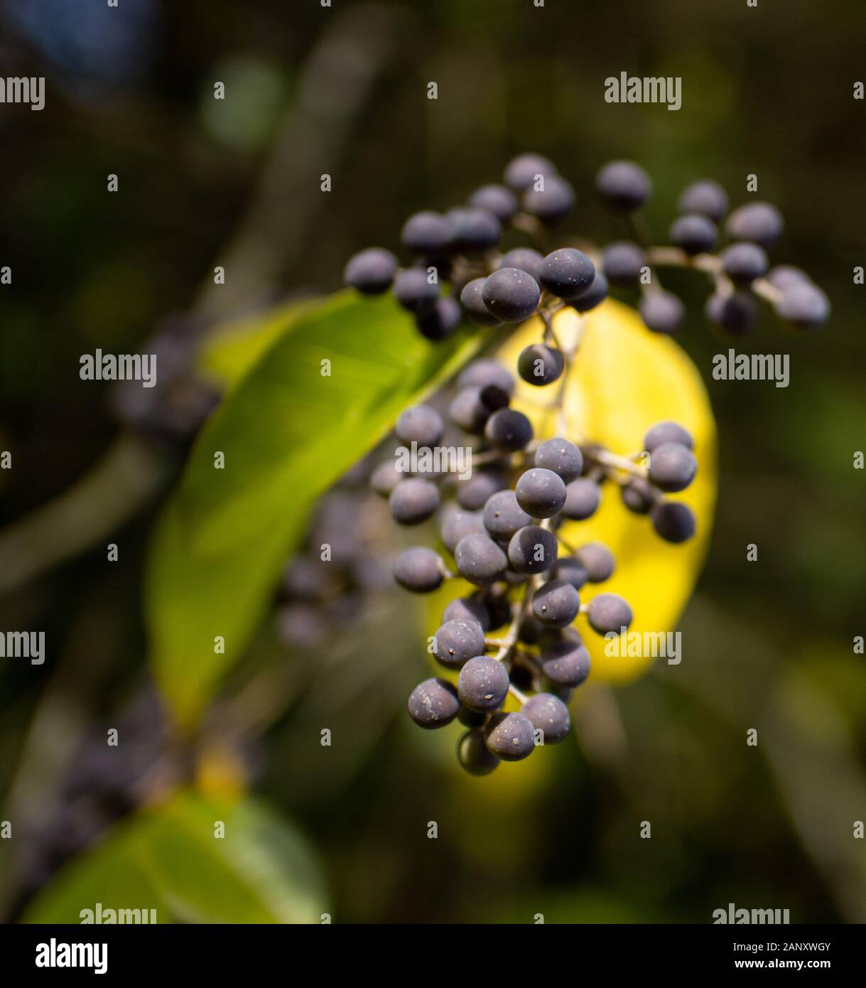 Amerikanische Olive (Cartrema americanus) - Hall County, Georgia. Amerikanische olive Beeren (Steinfrüchte) hing die braches unter den farbigen Herbst Laub. Stockfoto