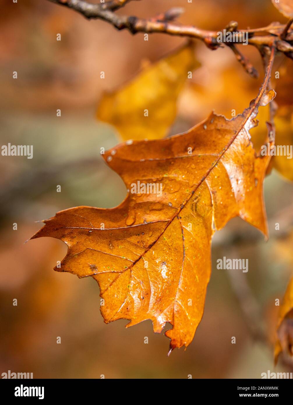 Southern Red Oak Leaf (Quercus falcata) - Hall County, Georgia. Herbst Farbe des südlichen Roten Eiche. Das südliche Rote Eiche ist vor allem auf die Stockfoto