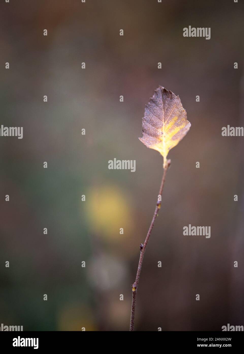 Fluss Birke (Betula nigra), Hall County, Georgia. Fallen die Färbung der Fluss Birke Blatt. Der Fluss Birke (Betula nigra) ist eine Pflanzenart in der EAS Stockfoto