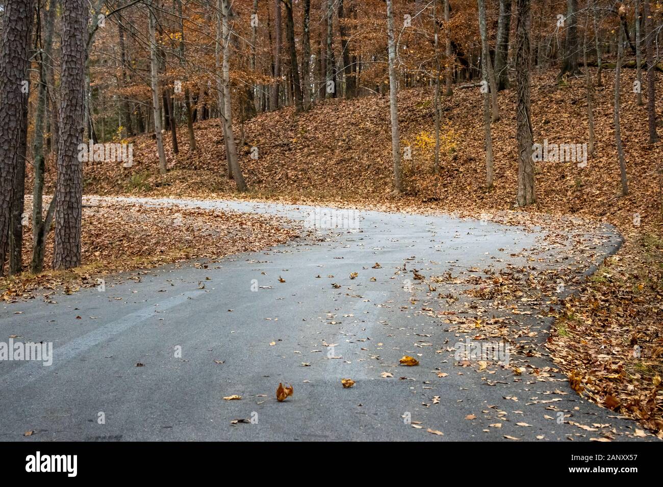 Laub, Hall County, Georgia. Fallens verläßt, und die restlichen Herbst Farbe entlang der Straße in Wahoo Creek Park. Wahoo Creek Park ist eine Erholung Stockfoto