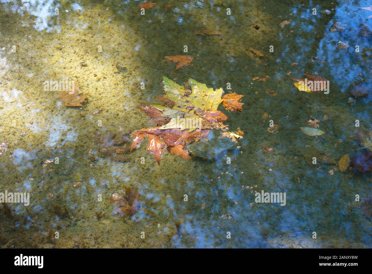 Die Jahreszeit ist der Herbst. trockenen Pappel Baum Blätter fallen in den See.. die Schönheit im Wasser spiegelt Stockfoto