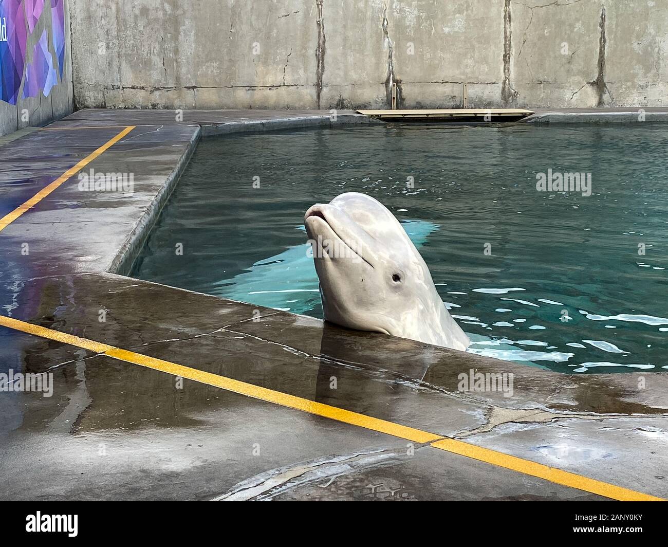 Beluga Wal Trainer Stockfotos Und Bilder Kaufen Alamy