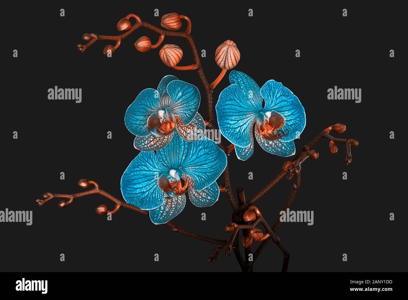 Orchidee Blumen und Blüten sowie deren Knospen in abstrakten duo Farben auf grauem Hintergrund Stockfoto