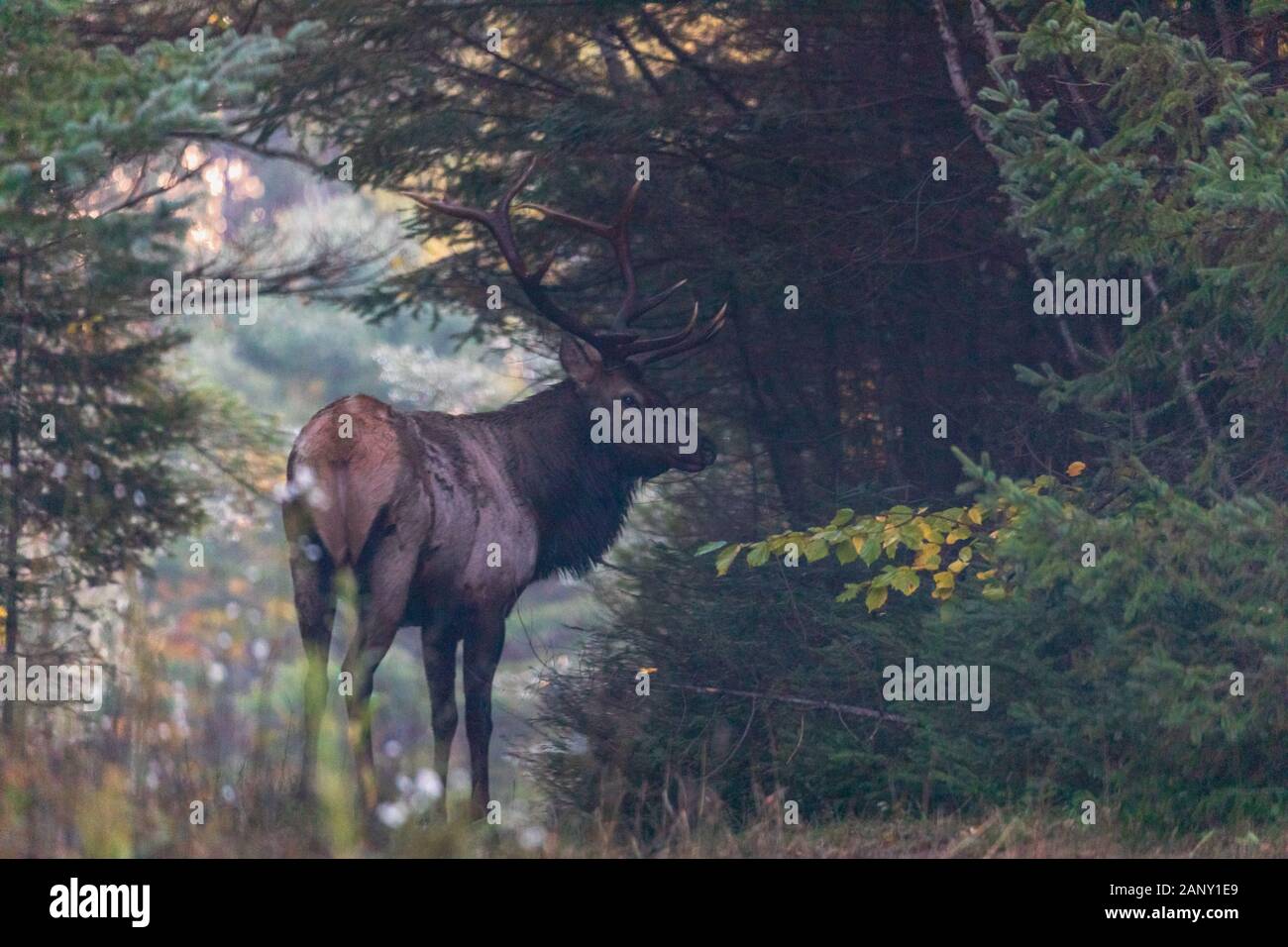 Bull elk in der Nähe von Clam Lake in Nordwisconsin. Stockfoto