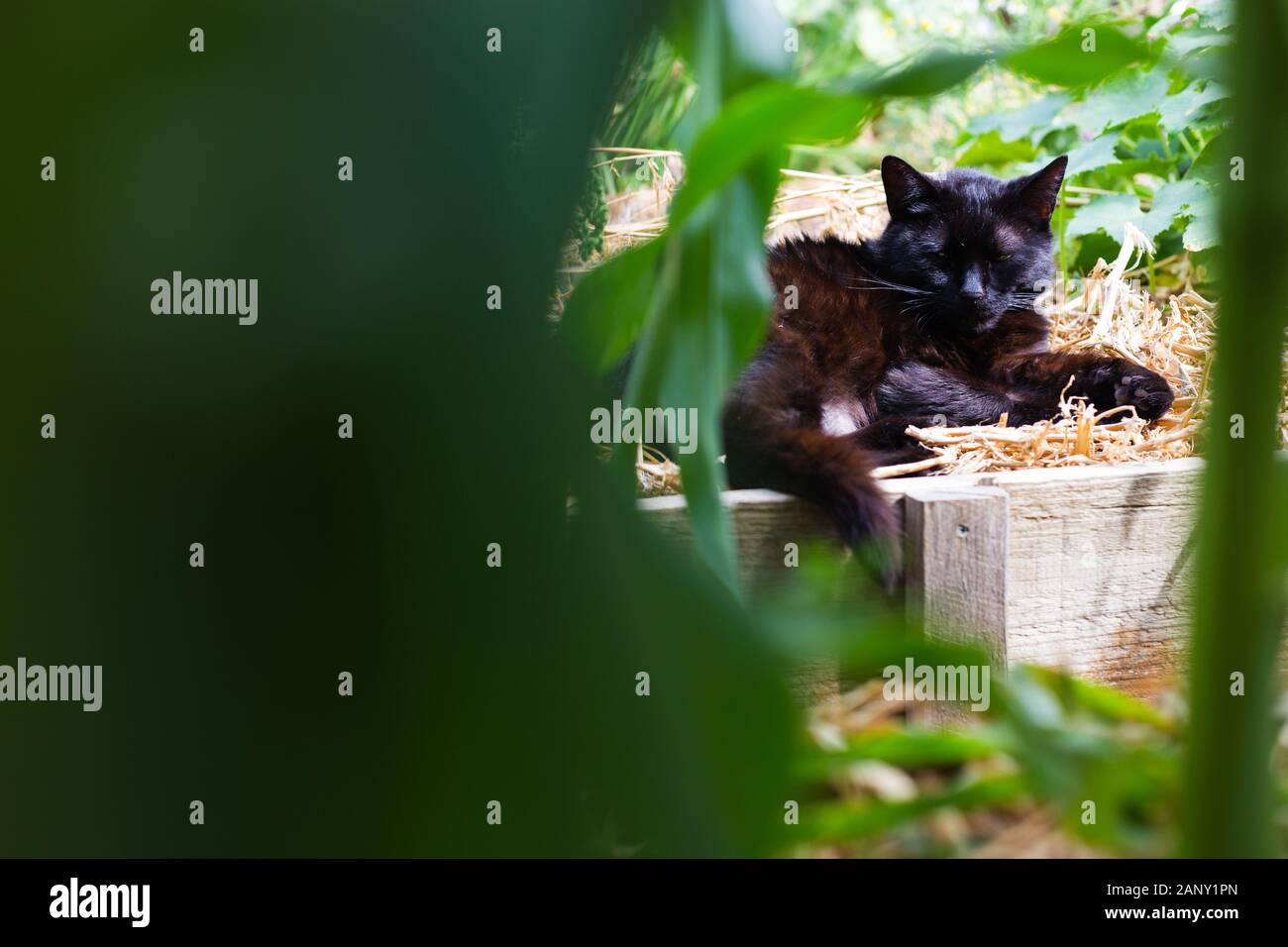 Eine schwarze Katze schlafend im Gemüsebeet eines Home Garten Stockfoto