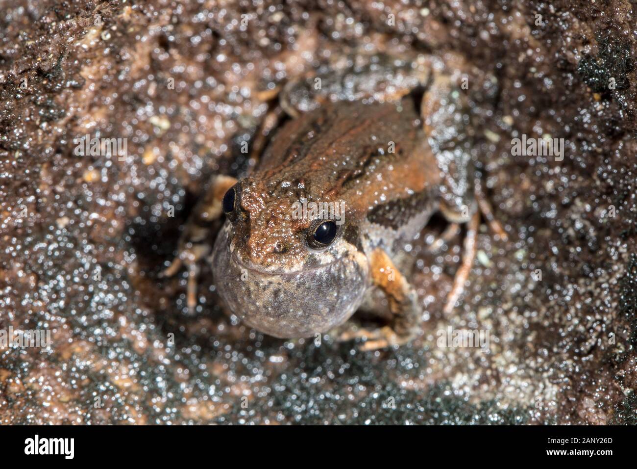 Gemeinsame östlichen Froglet Aufruf mit Vocal sac aufgepumpt Stockfoto