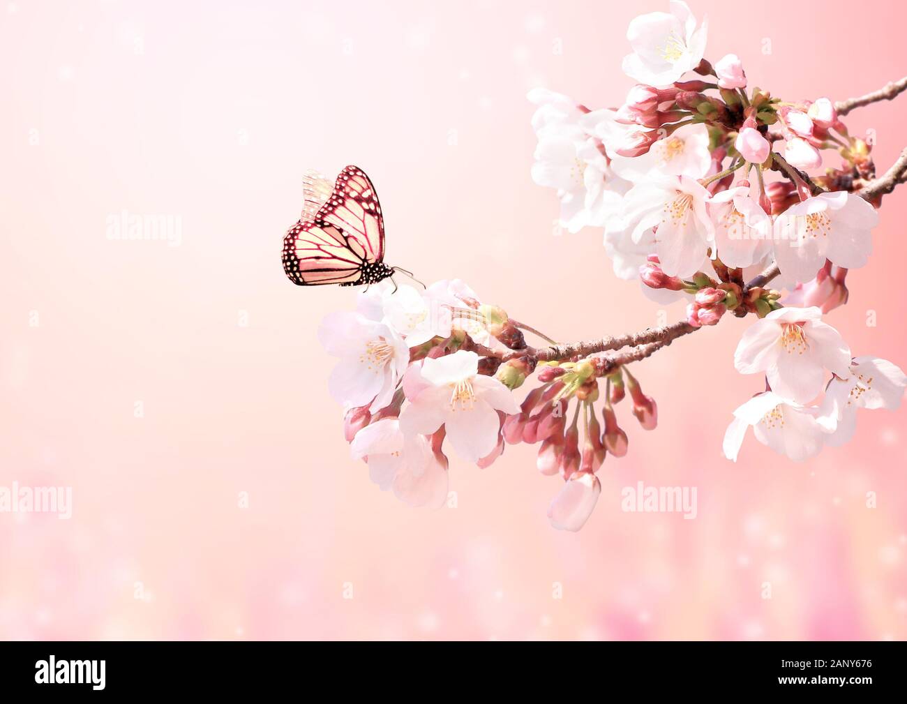 Fotohintergrund 'Cherry Park' – Frühlingshafte Rosa Blüten, Bäume & Blütenblätter Für Studio, Kinderfotos Oder Partys