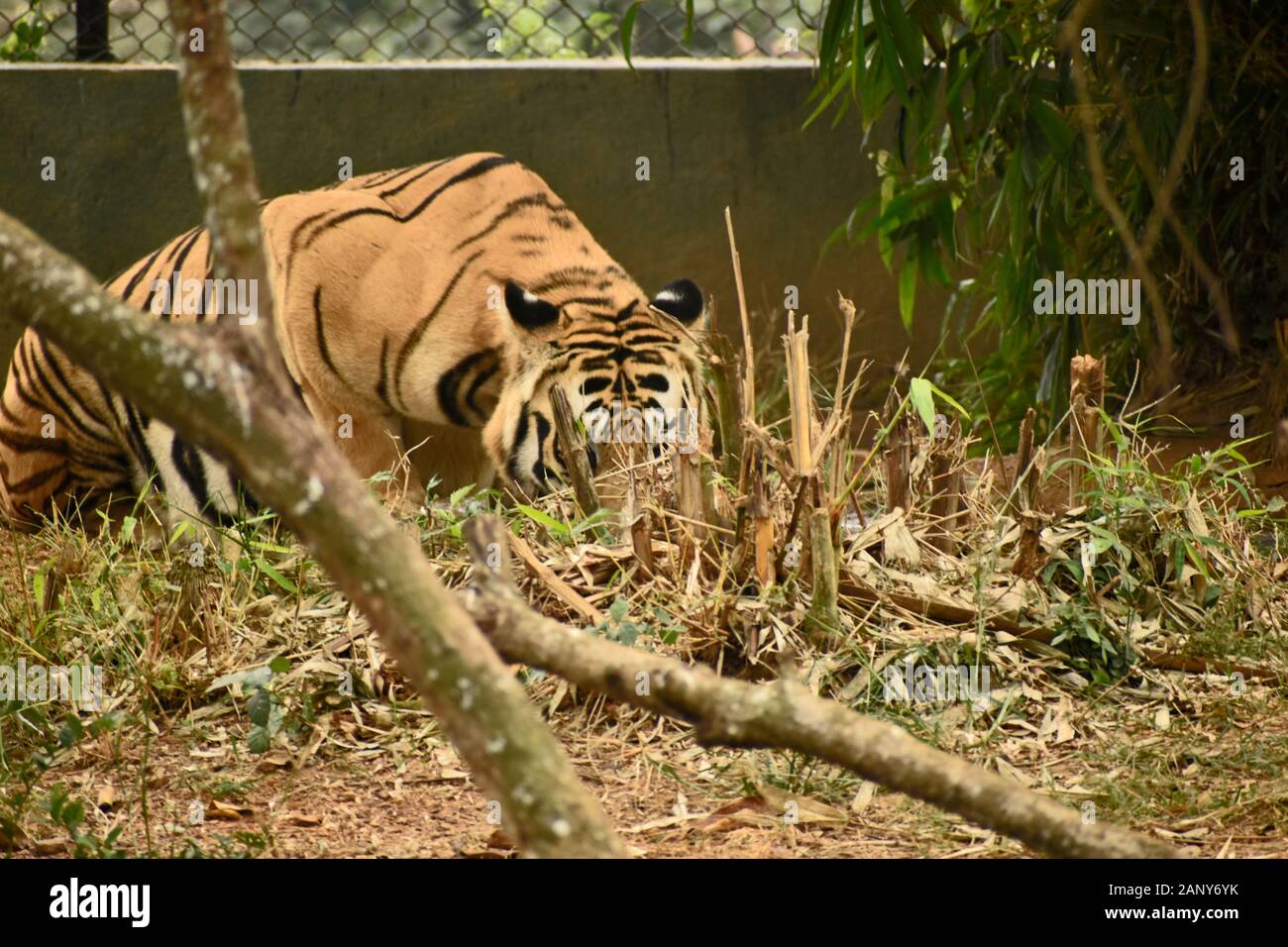 Tiger versteckt sich in der Nähe einer Pflanze Stockfoto