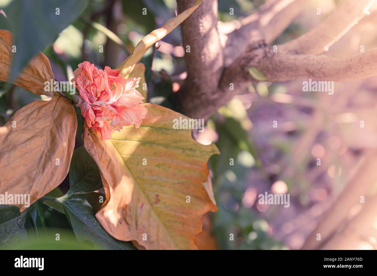 Bild von einem verdorrten Hibiskus Blume - Ausgewählte konzentrieren Stockfoto