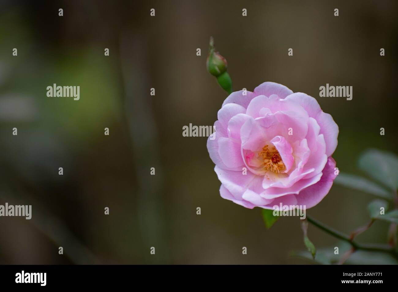 Rosa x damascena, besser bekannt als der Damascener Rose, oder manchmal auch als die Rose von Kastilien, ist eine Rose Hybrid, von Rosa gallica und Rosa mo abgeleitet Stockfoto