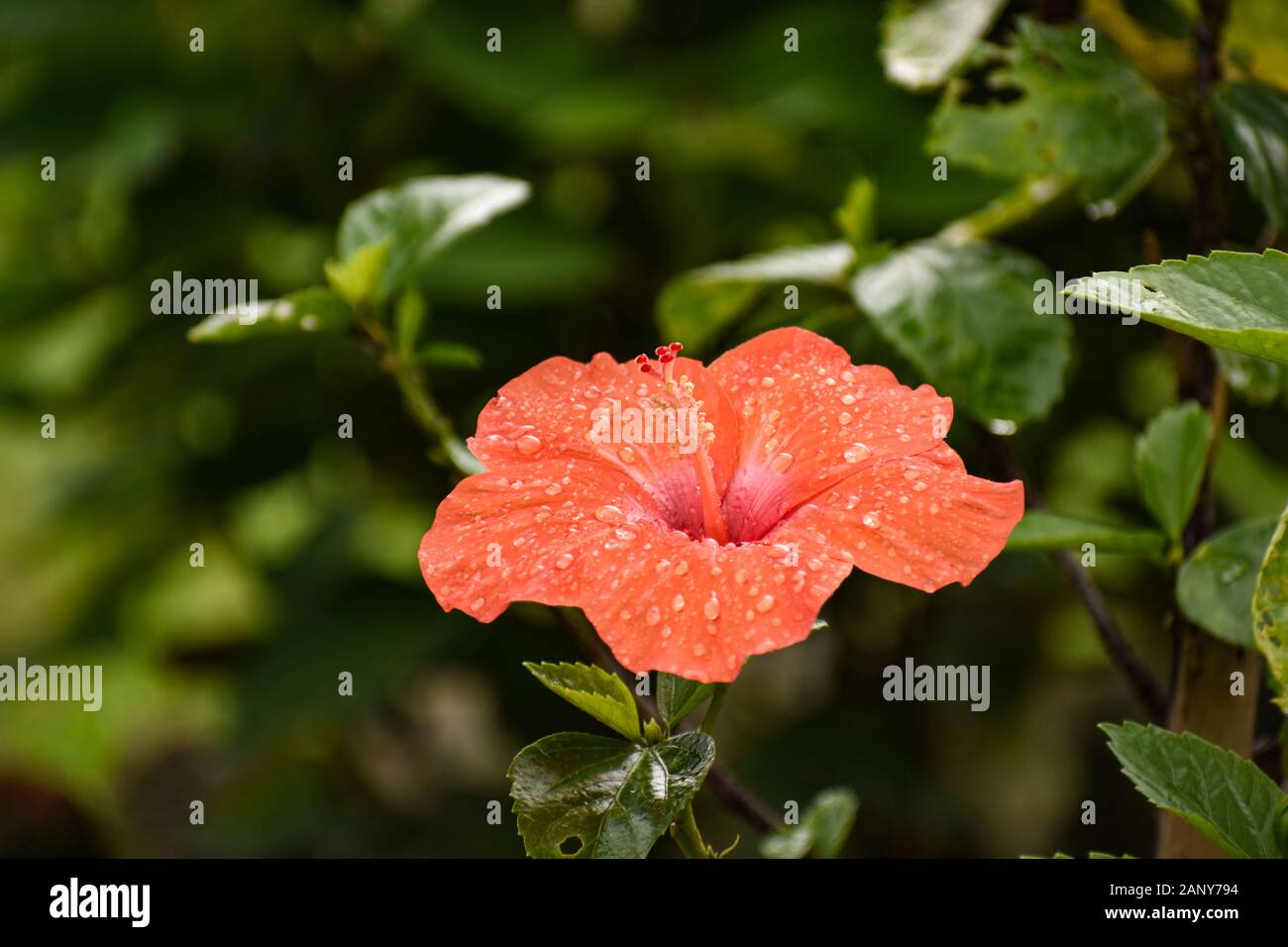 Hibiskusblüte in bangladesch. Stockfoto