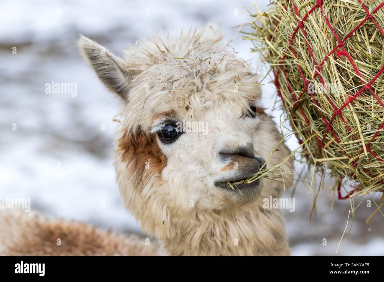 Portr t einer niedlichen Alpaka auf Heu mampfen. Sch ne Llama Farm