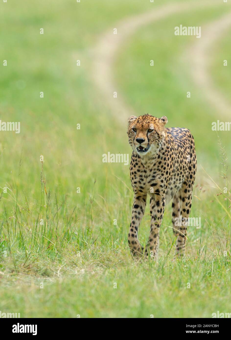 Cheetah Malaika wandern in ein grünes Gras an der Masai Mara, Kenia, Afrika Stockfoto