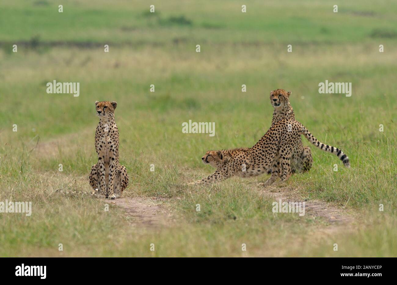 Cheetah Malaika und ihre zwei jungen auf der Suche nach einer Beute in der Masai Mara, Kenia, Afrika Stockfoto