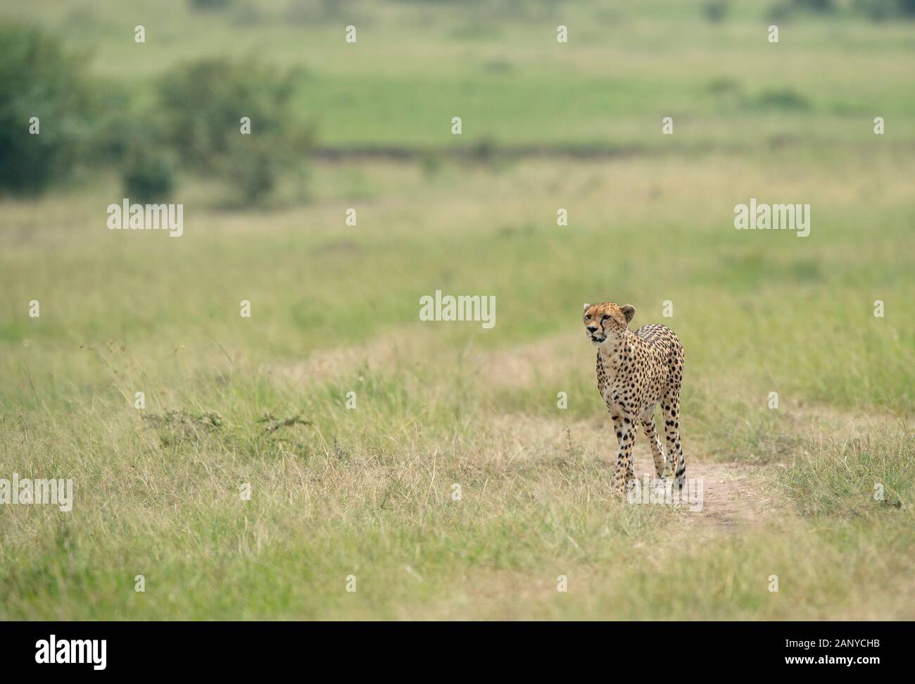 Cheetah Malaika wandern in ein grünes Gras an der Masai Mara, Kenia, Afrika Stockfoto