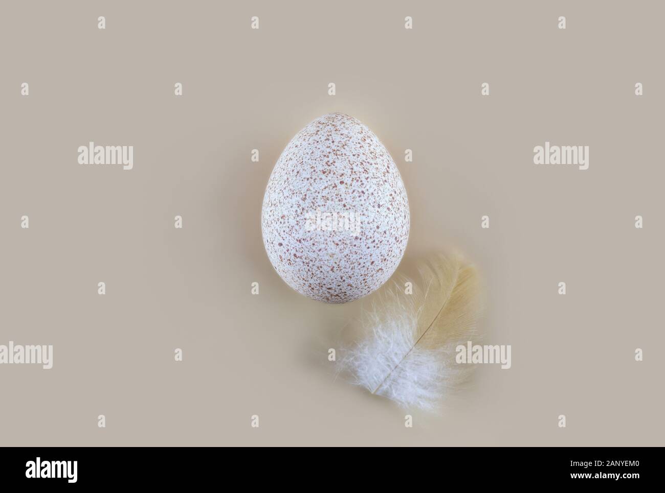 Eine Türkei Ei auf einem hellen Hintergrund. Ostern Konzept. Im minimalistischen Stil. Flach. Kopieren spase. Stockfoto