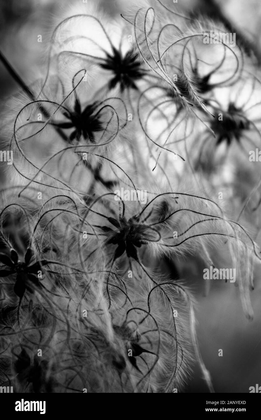 Die schwarzen und weißen Nahaufnahme von einem Stern suche Blume Stockfoto