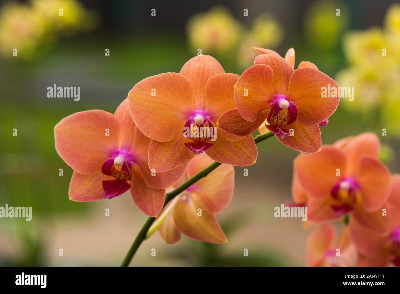 Braun Orchidee Blumen mit Soft Focus und Unschärfe Hintergrund Stockfoto