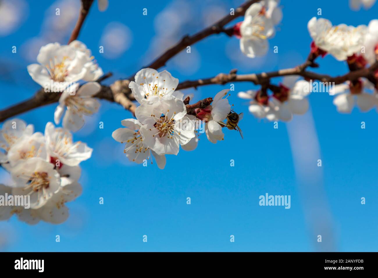 Frühling Detail der Zweige mit weißen Blumen in voller Blüte. Bild Stockfoto