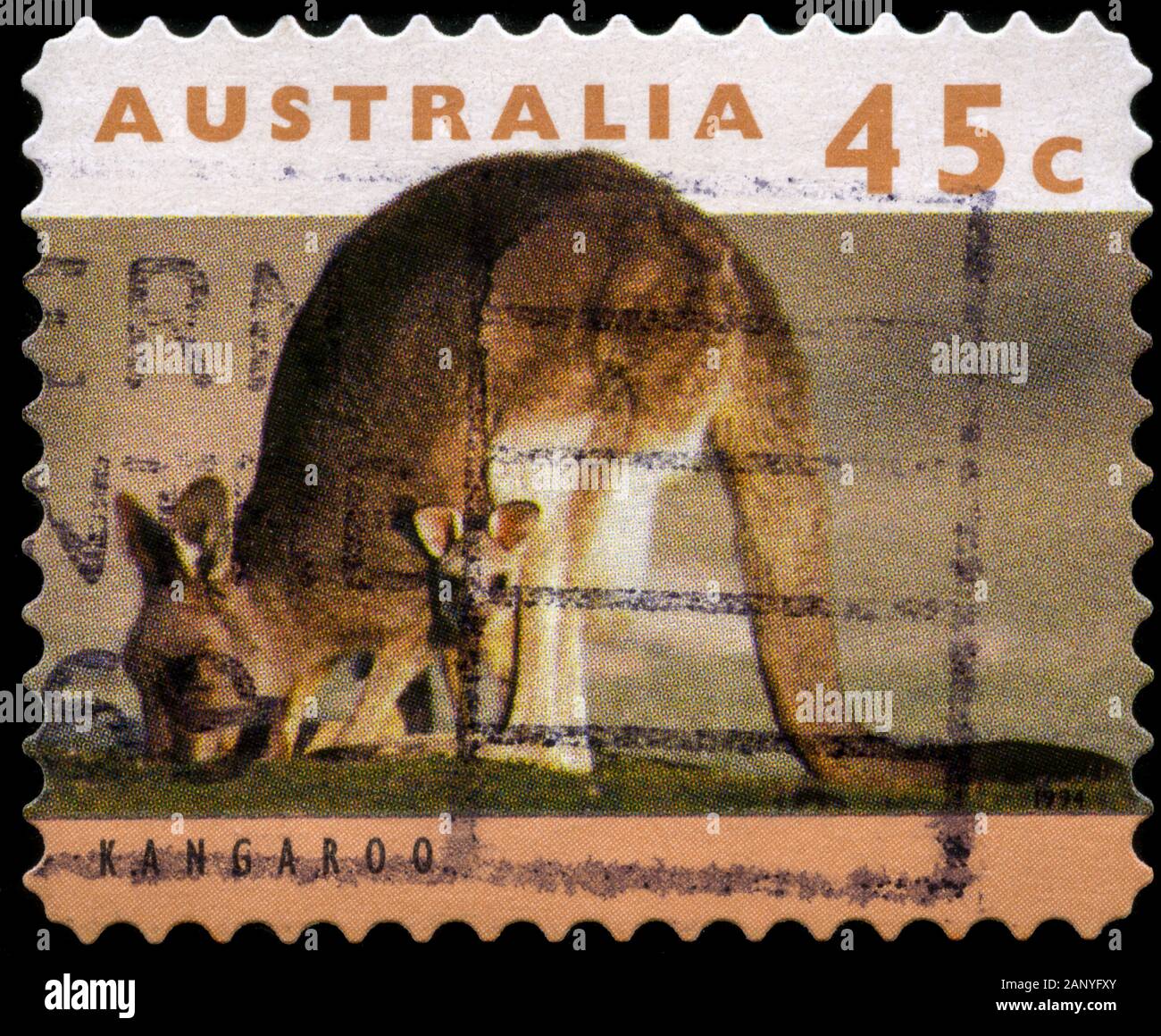 Östliche graue Känguru (Macropus Giganteus) Stockfoto