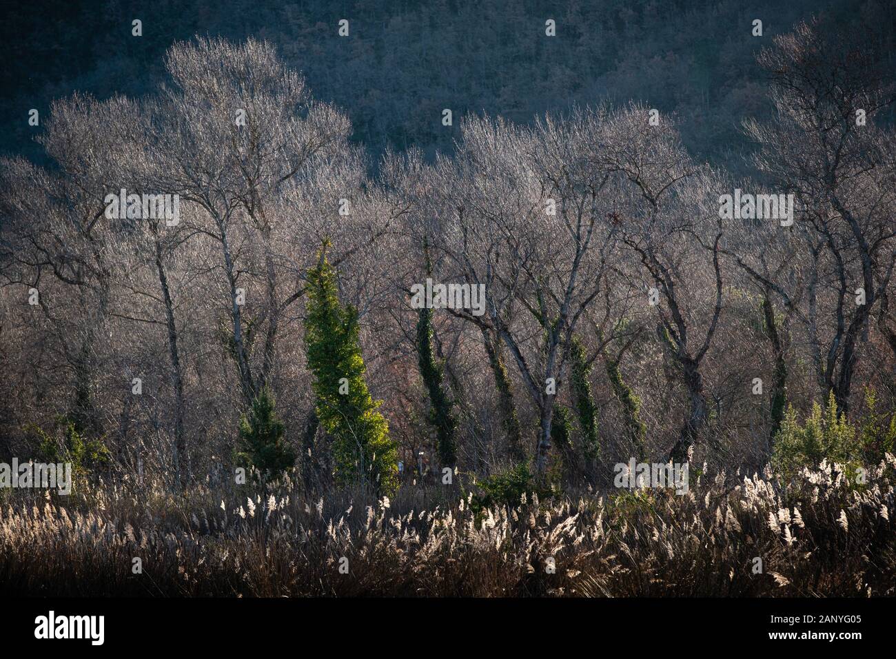 Décember 2019, Luberon, Provence - Alpes - Côte d'Azur, Frankreich. Sonnige Bäume im Winter. Stockfoto
