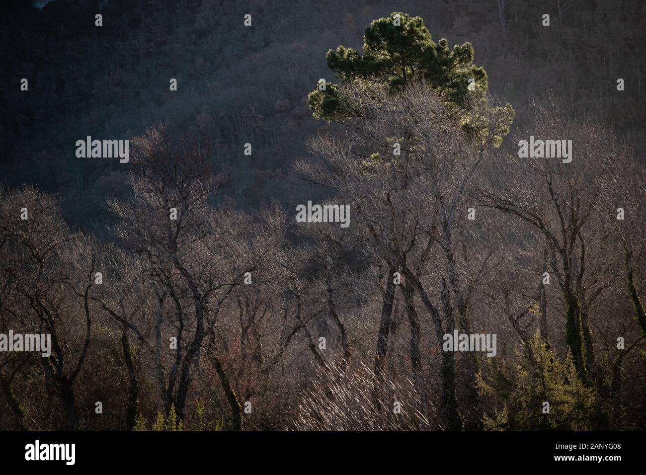 Décember 2019, Luberon, Provence - Alpes - Côte d'Azur, Frankreich. Sonnige Bäume im Winter. Stockfoto