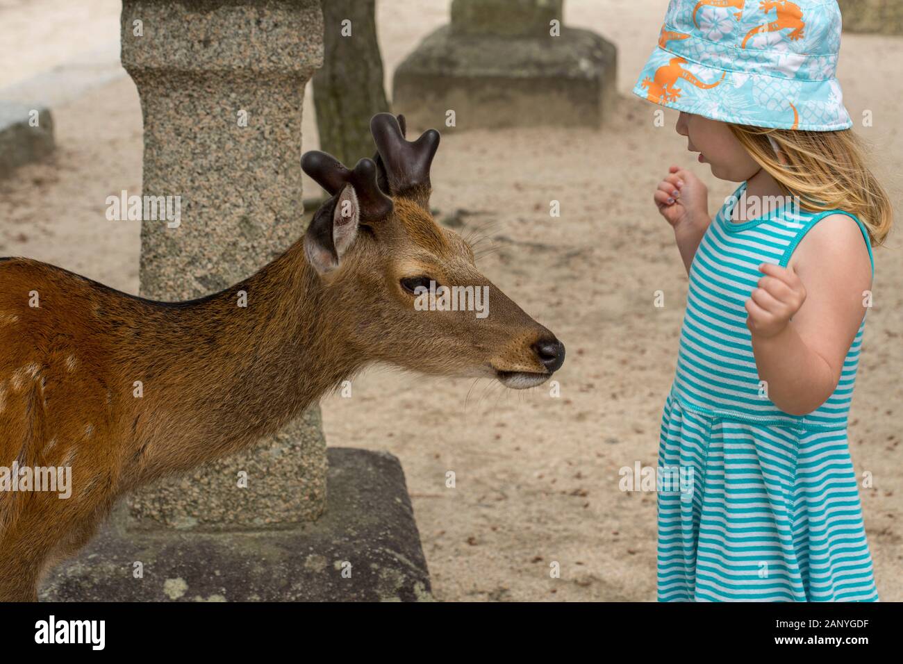 Junge 4 Jahre altes Mädchen in einem Tempel in Japan besuchen Rehe auf der Insel Miyajima Stockfoto