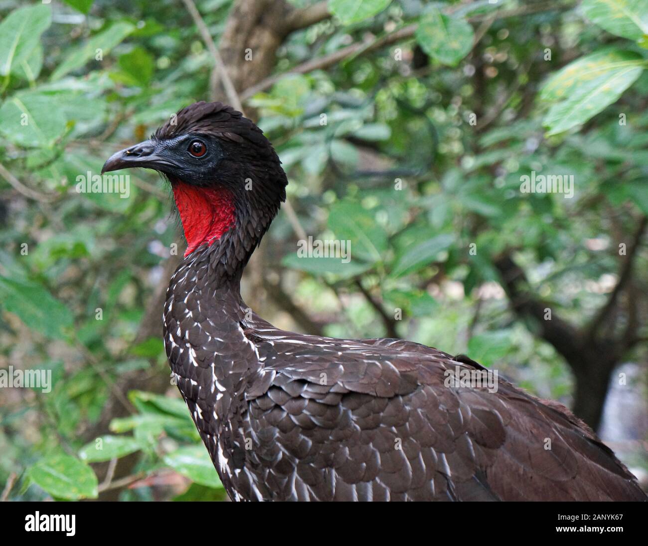 Schoner Schwarzer Vogel In Cancun Mexiko Stockfotografie Alamy