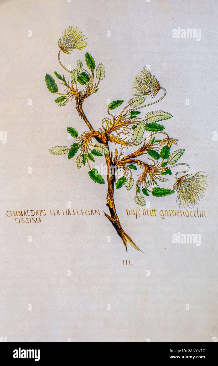 Hand alte Botanische Illustration eines Dryas octopetala (Aven) Blume gezeichnet, veröffentlicht. c 1550. AKA eightpetal Berg - avens, weiß Dryas, Stockfoto