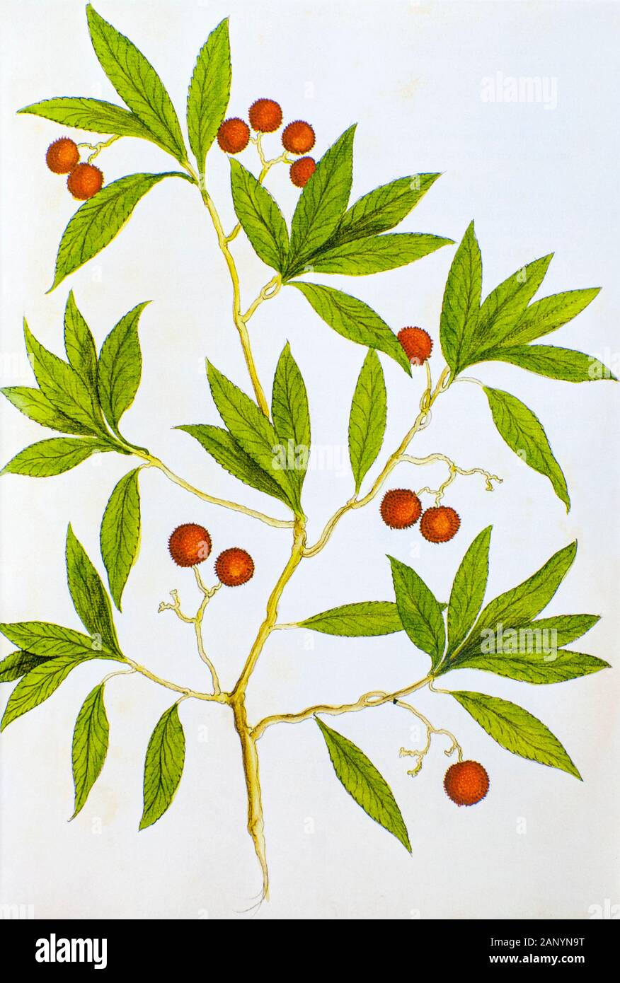 Historische Illustration einer Arbutus unedo (Erdbeerbaum) Strauch. Veröffentlicht C. 1540 im Codex Amphibiorum Stockfoto