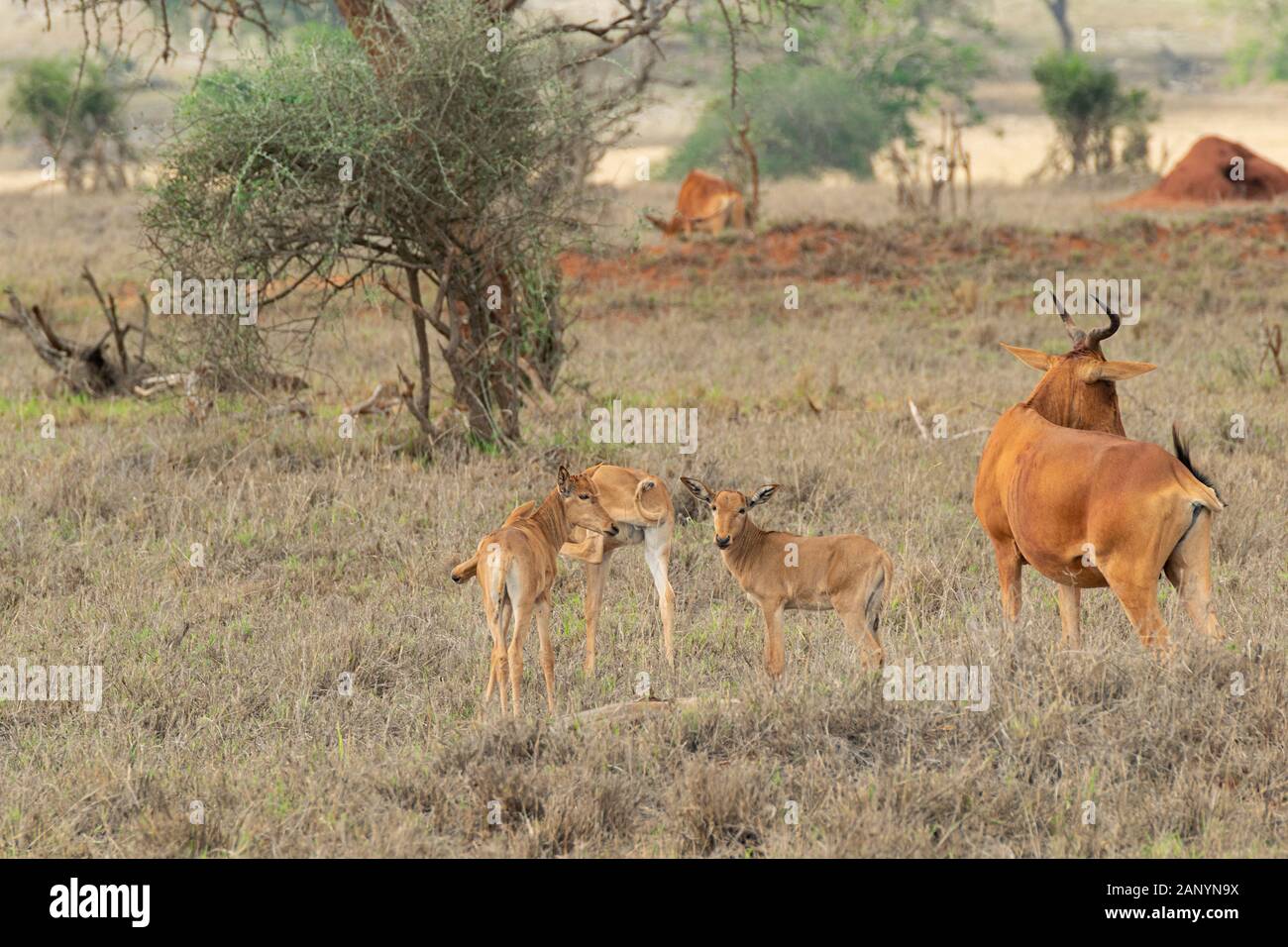 Familie afrikanischer Antilope, die die Jungen mitten in der Savanne schützt. Stockfoto