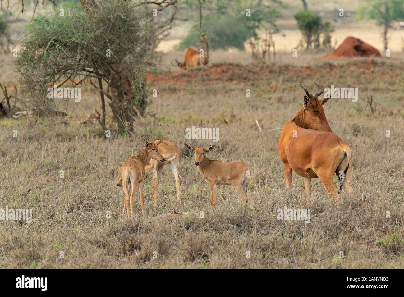 Familie afrikanischer Antilope, die die Jungen mitten in der Savanne schützt. Stockfoto