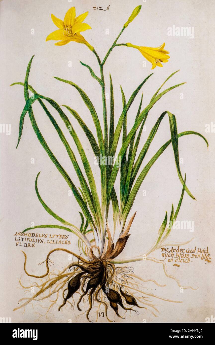Hand gezeichnet alte Botanische Illustration eines gelbe Hemerocallis lilioasphodelus veröffentlicht c 1550 AKA Zitrone daylily, Zitrone Lily und Gelb daylily Stockfoto