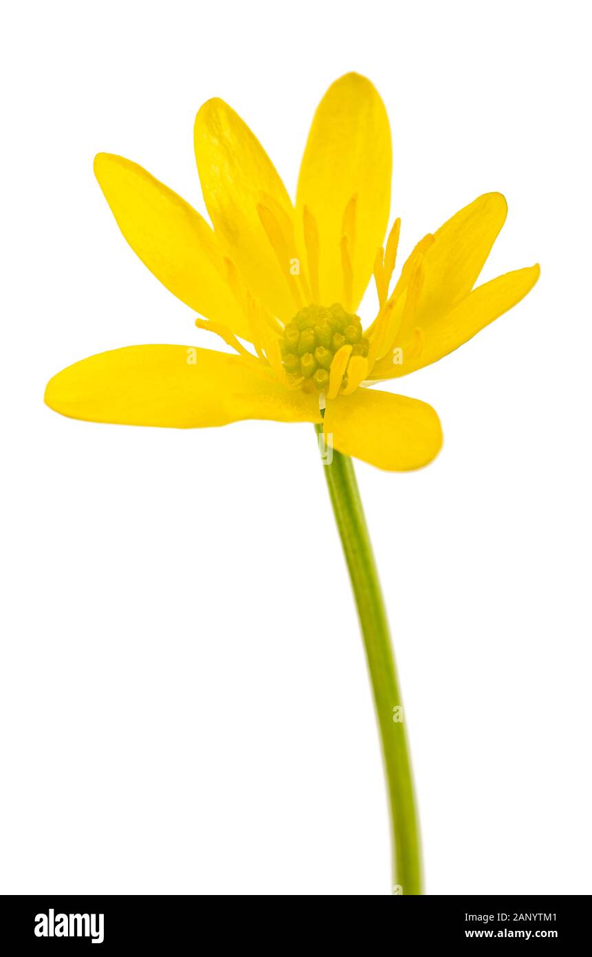 Ficaria verna Blume auf weißem Hintergrund Stockfoto