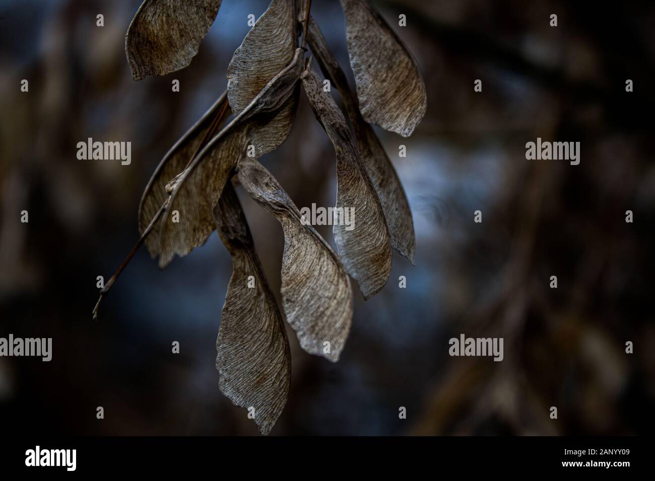 Baum Blätter Makro Nahaufnahme Stockfoto