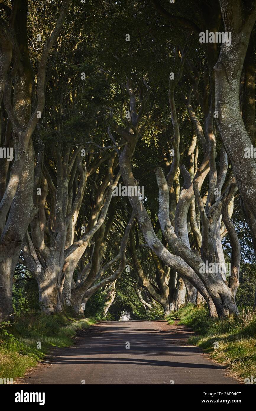 The Dark Hedges in County Antrim, Nordirland. Wird als Filmstandort in Game of Thrones als King's Road verwendet. Stockfoto