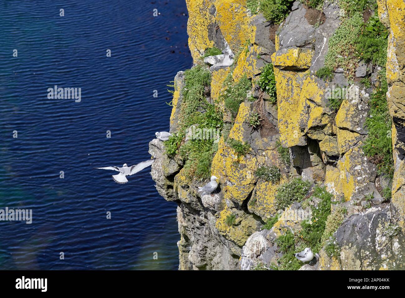 Kittiwakes nisten auf Carrick-a-Rede Island, County Antrim. Stockfoto