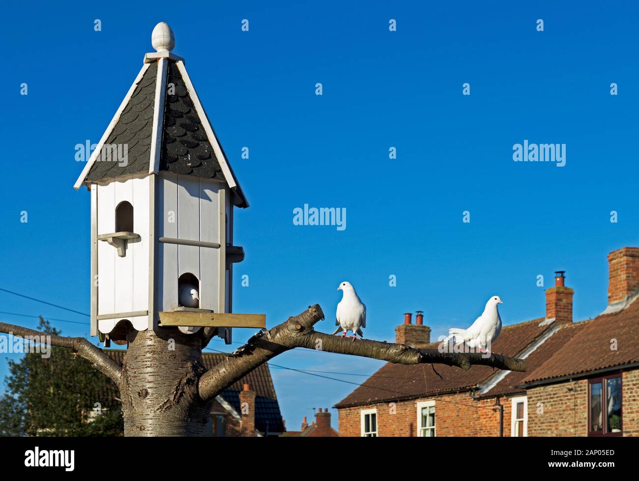 Weiße Tauben und Dove-Cote, England Großbritannien Stockfoto