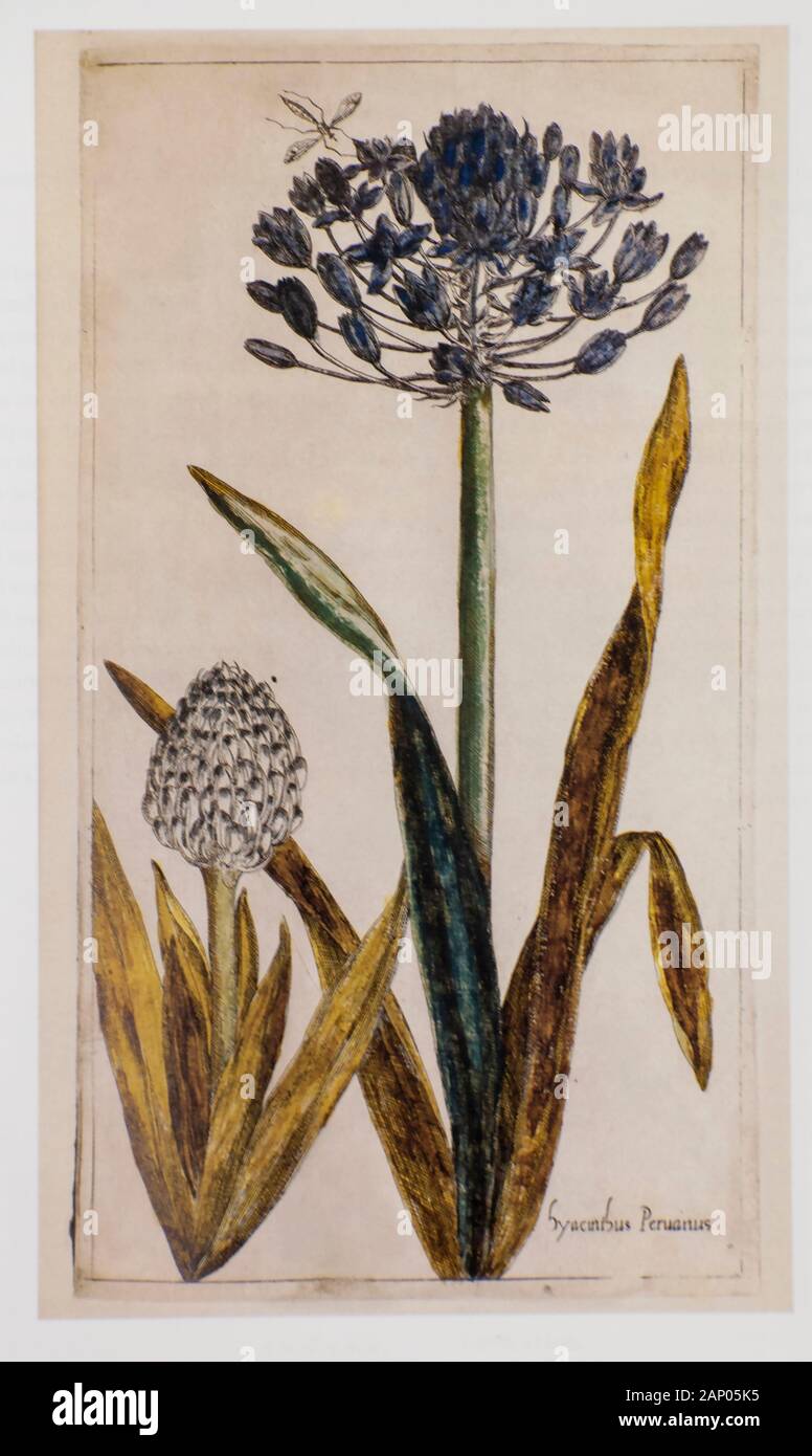 Kupferstich von Scilla rubro (Portugiesisch blausterne oder Peruanischen Blausterne) im Jahre 1608 gedruckt Stockfoto