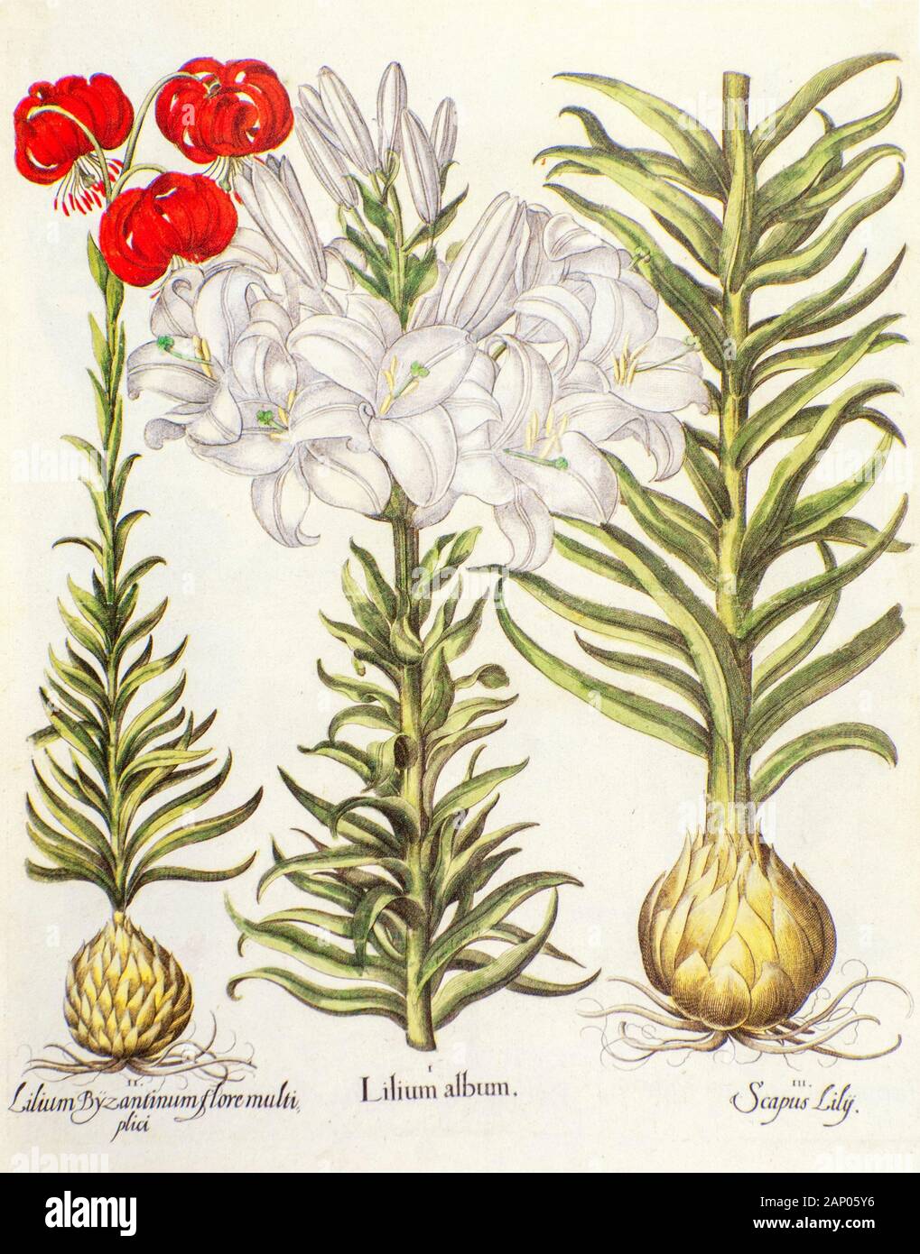 Zwei lily Pflanzen Lilium chalcedonicum (links und rechts) und Lilium Candidum Lilium aka Album (Mitte) vom Hortus Eystettensis, ein Codex von Basi produziert Stockfoto