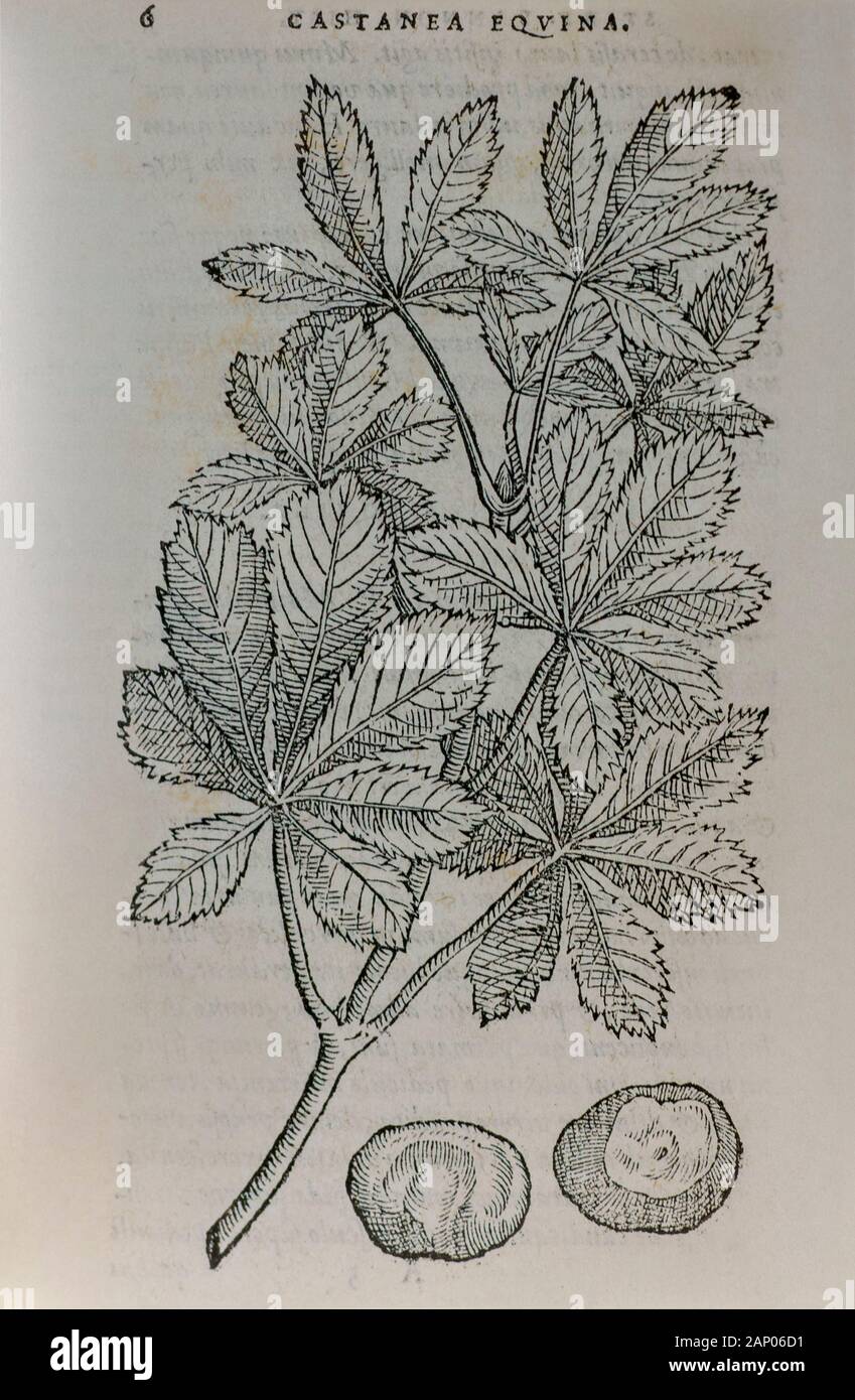 Holzschnitt von Rosskastanie (Aesculus hippocastanum) gedruckt 1583 Stockfoto