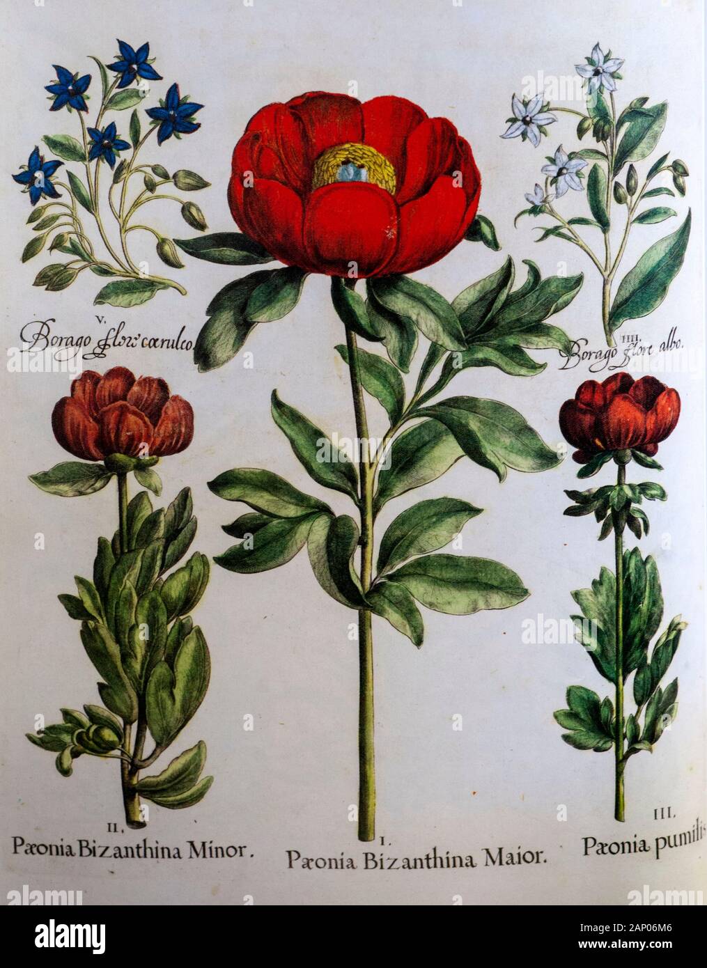 Von Hand bemalt, Kupferstich von Borago officinalis Hortus Eystettensis, ein Codex von Basilius Besler im Jahr 1613 Der Garten des Bischofs von E Stockfoto