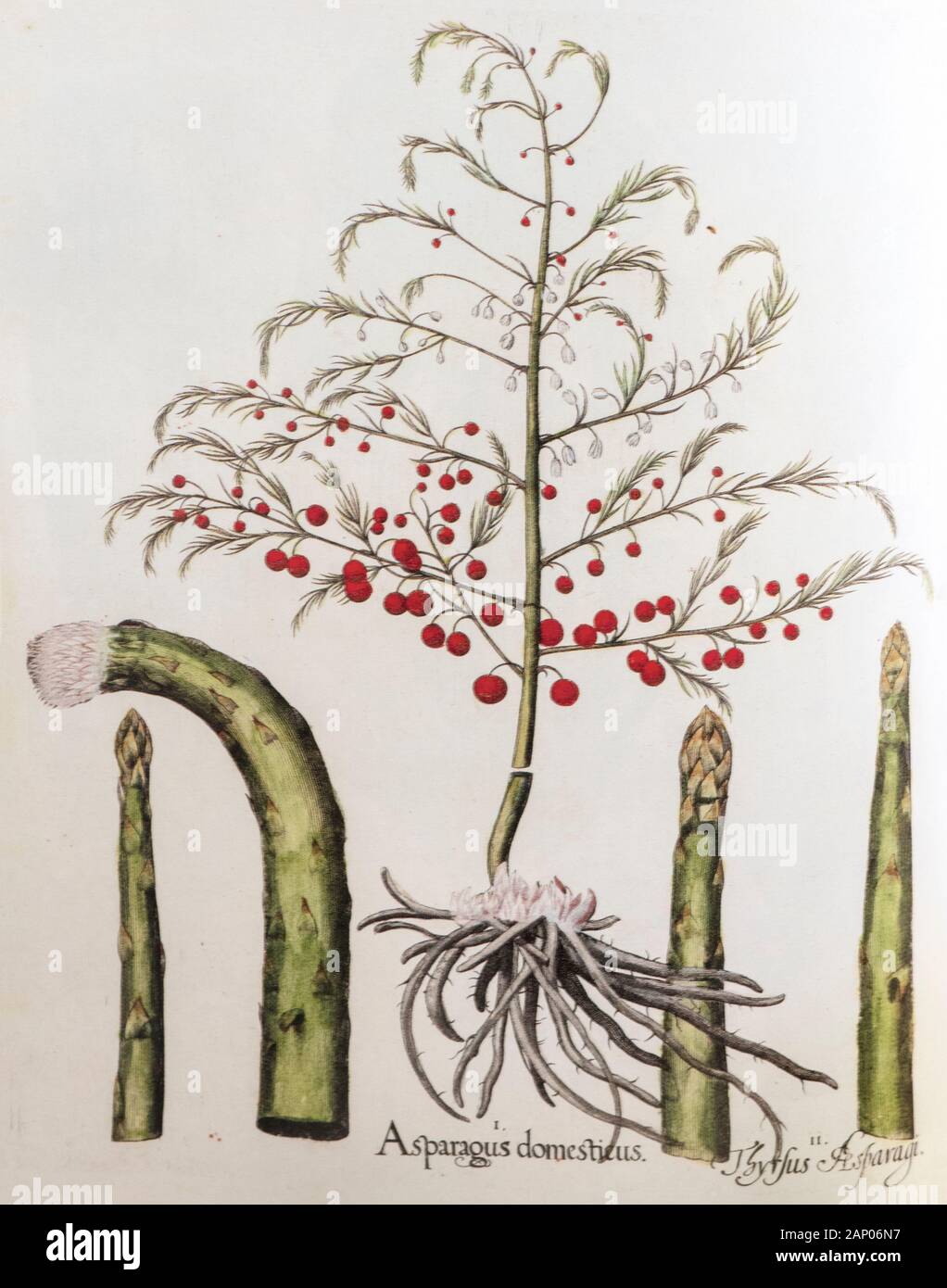 Von Hand bemalt Drucken von Spargel aus Hortus Eystettensis, ein Codex produziert von Basilius Besler im Jahr 1613, die im Garten der Bischof von Eichstätt in Bava Stockfoto
