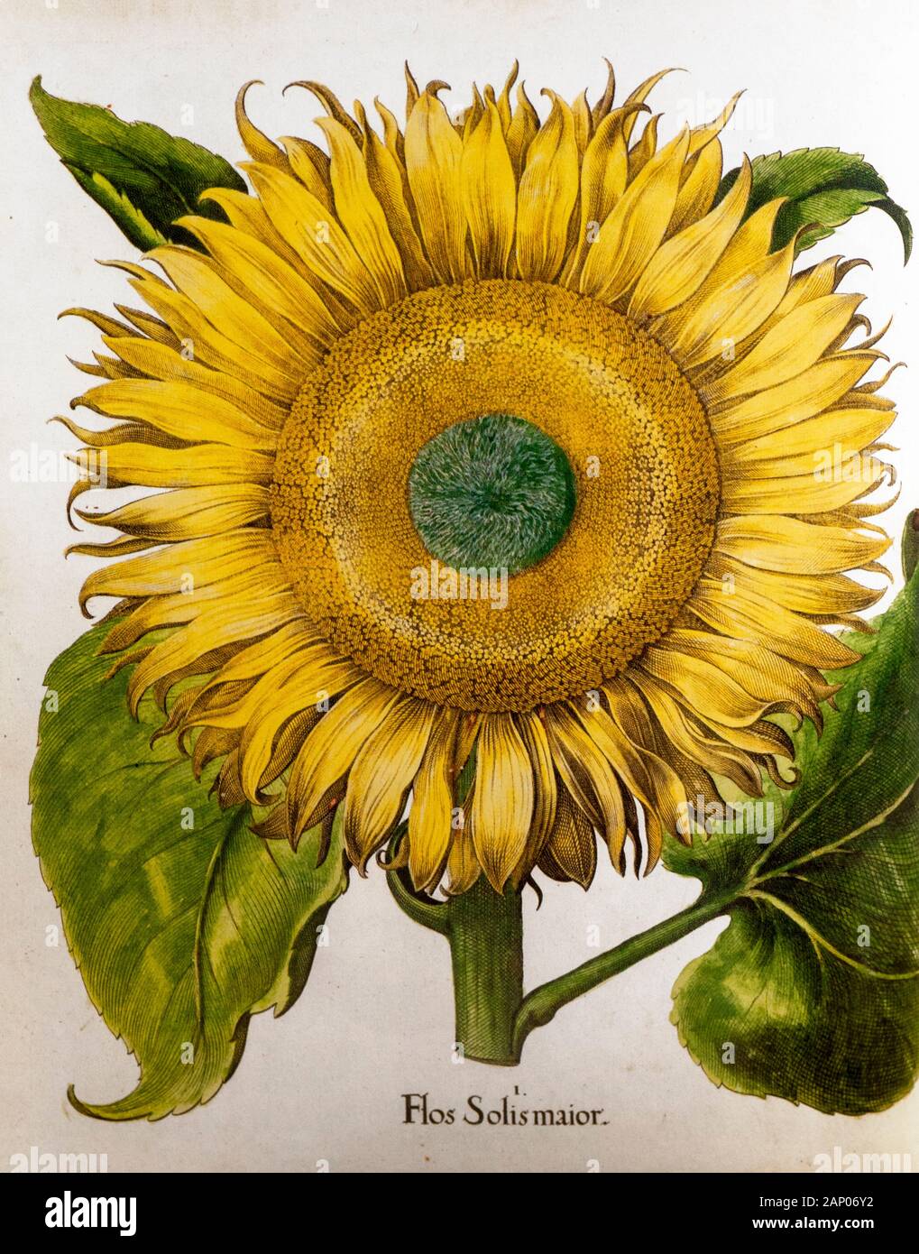Von Hand bemalt, Helianthus Annuus (Sunflower) von Hortus Eystettensis, ein Codex produziert von Basilius Besler im Jahr 1613 Der Garten des Bischofs von Eichst Stockfoto