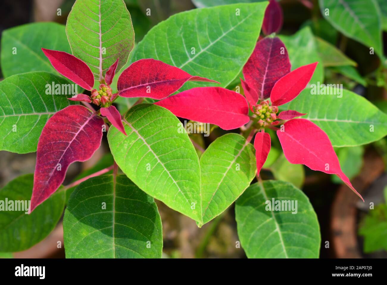 Paar schöne Poinsettia-Blume mit verschwommenem Hintergrund Stockfoto