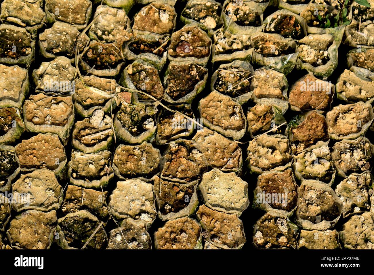 Pflanzen ohne erde wachsen Stockfotos und -bilder Kaufen - Alamy